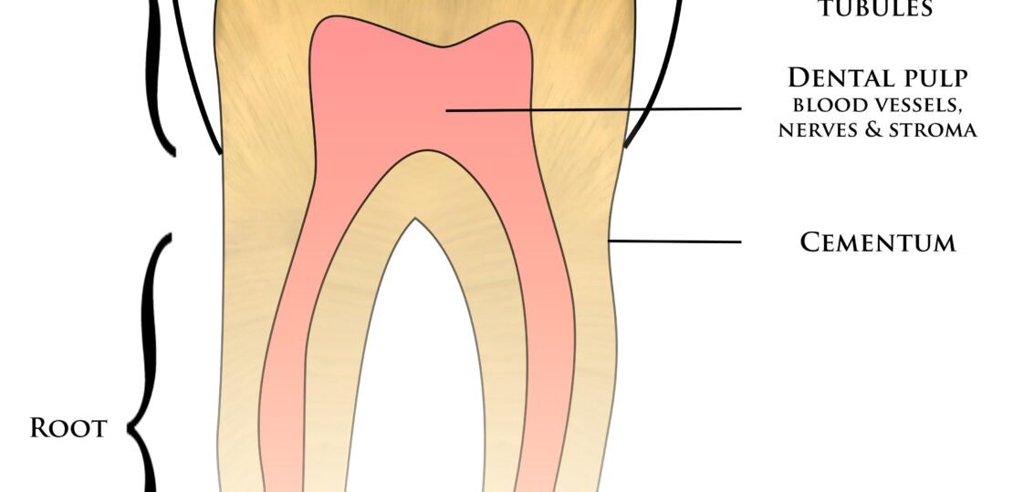 tooth-truths-debunking-common-dental-myths.jpg